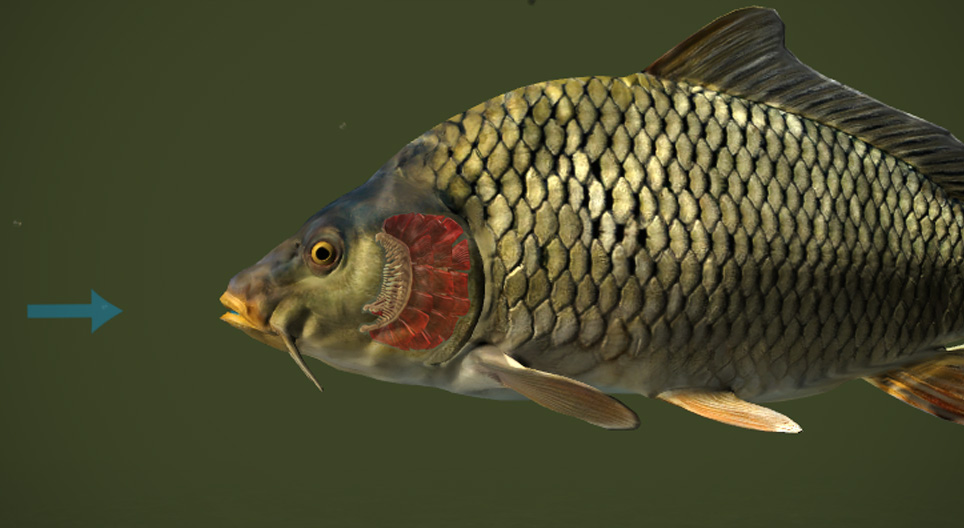 ปลาหายใจได้อย่างไร?