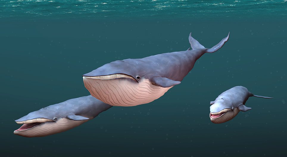 วาฬสีน้ำเงิน