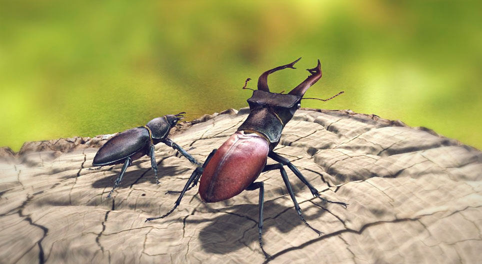 Stag beetle