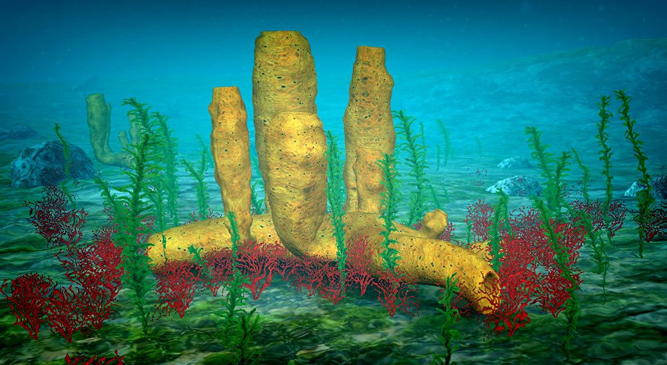 Sponges