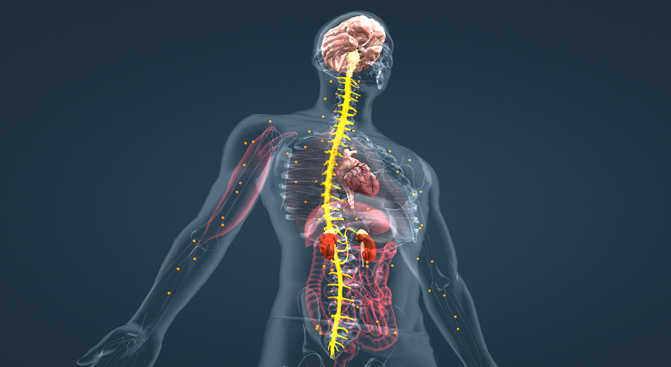 Adrenaline (advanced)