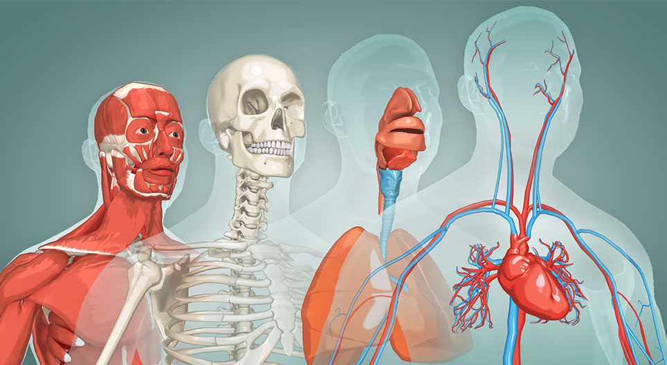 The human body - for kids