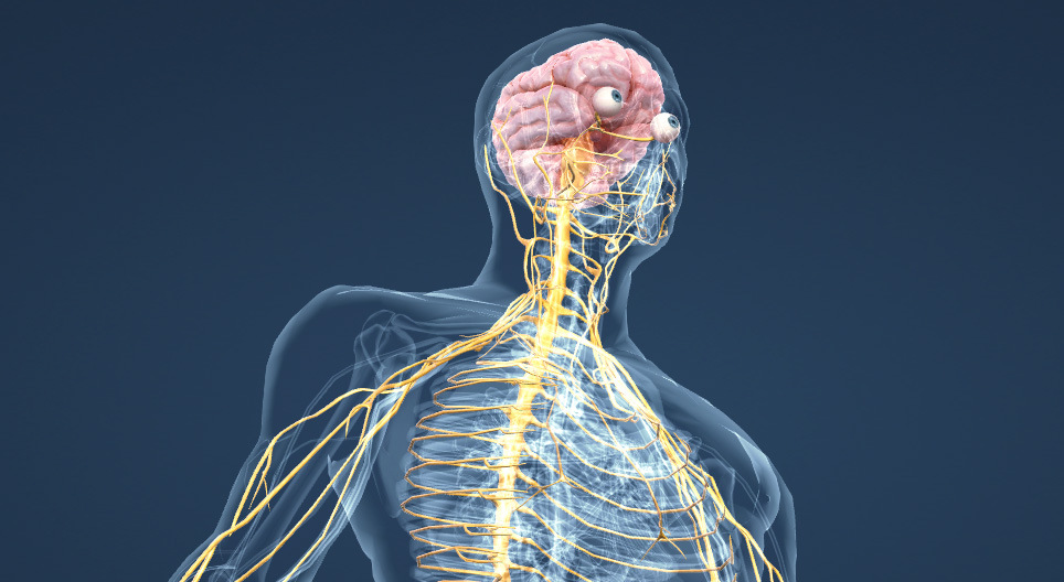Nervous system