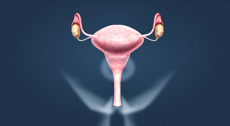 Female reproductive system (intermediate)