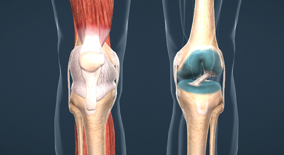 Knee joint