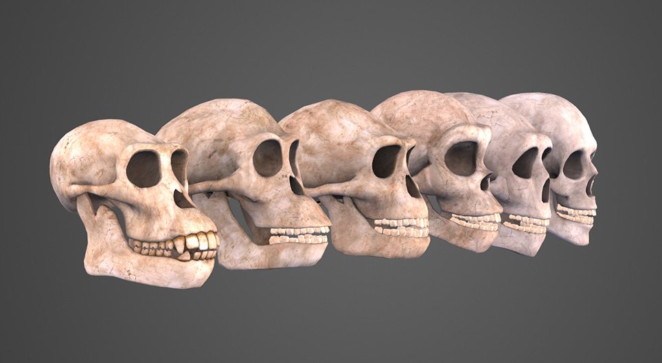 Human evolution