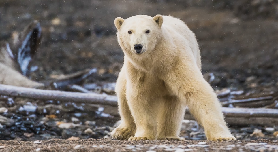วิดีโอเพื่อการศึกษา