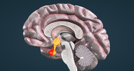 Hypothalamic-pituitary axis
