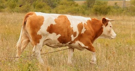 วัวควาย