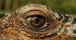 มังกรโคโมโด