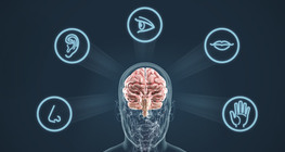 The sense organs