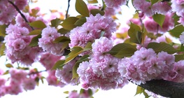 ฤดูใบไม้ผลิ