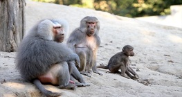 ลิงบาบูน