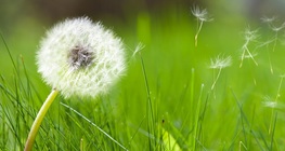 ดอกแดนดิไลออน