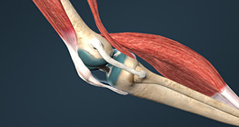 Types of bone articulations