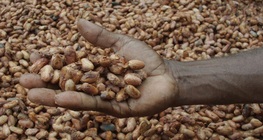 เมล็ดโกโก้