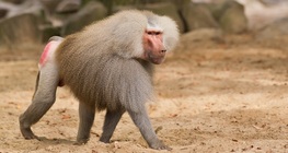 ลิงบาบูนฮัมมาดรีย์