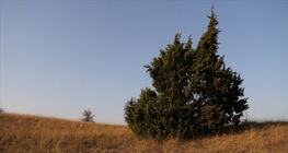 พันธุ์สนคอมมอนจูนิเปอร์