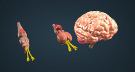 วิวัฒนาการสมองของสัตว์ในสัตว์มีกระดูกสันหลัง