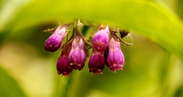 คอมเฟรย์