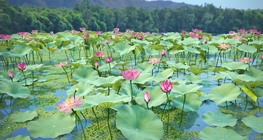 Indian lotus