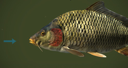 ปลาหายใจได้อย่างไร?