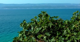 ต้นมะเดื่อ