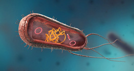 Bacteria (spheres, rods, spirals)