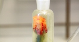 การลดสีดอกกุหลาบด้วยก๊าซคลอรีน