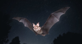 ค้างคาวเกือกม้าเล็ก