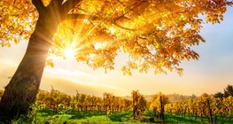 ฤดูใบไม้ร่วง