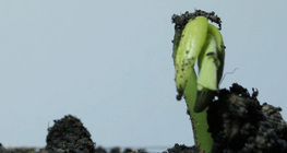 การปลูกถั่ว