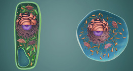 Animal and plant cells, cellular organelles
