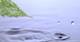 แรงตึงผิวของน้ำ