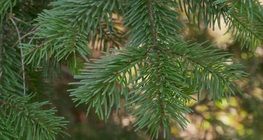 ภาพระยะใกล้ของไม้ตระกูลสน