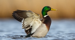 เป็ดแมลลาร์ด