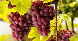 ไร่องุ่น