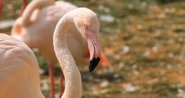 นกฟลามิงโก้ใหญ่