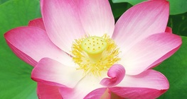 บัวหลวง