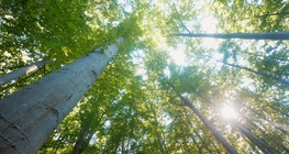 ต้นบีชยุโรป