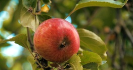 ต้นแอปเปิ้ล