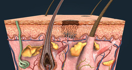 Tanning, skin cancer