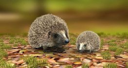 Northern white-breasted hedgehog