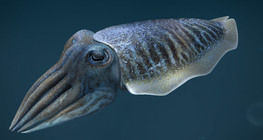 หมึกกระดองทั่วไป