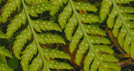 The male fern