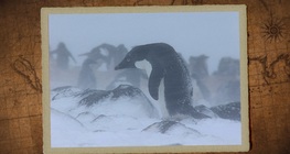 เพอร์มาฟรอสต์