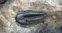 Trilobites