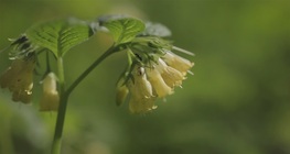 ลัทธิการพึ่งพา