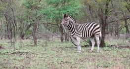 ชีวิตในทุ่งหญ้าสะวันนาแอฟริกา