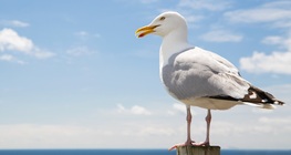 นกนางนวล